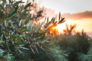 Scopri di più sull'articolo Le incredibili proprietà dell’olio extravergine di oliva biologico
