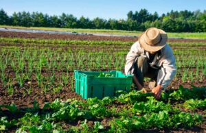 Scopri di più sull'articolo Le aziende agricole biologiche nel territorio di Forlì e Cesena